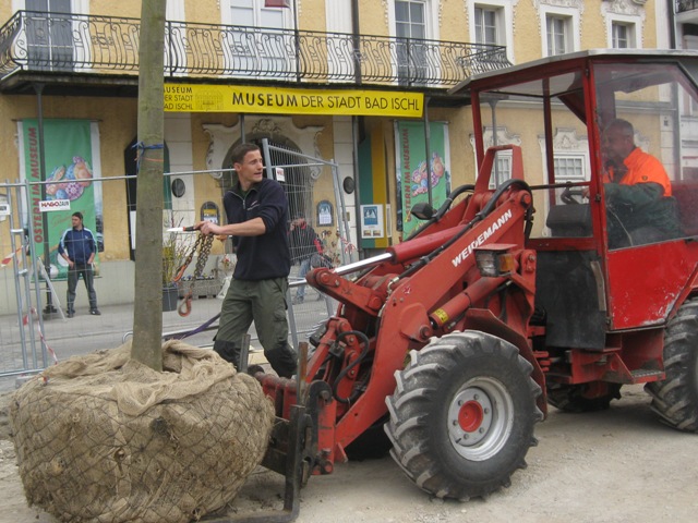 Baumpaten für die Bad Ischler Esplanade