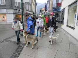 Psv-Hundeschule-Bad Ischl vom Trainingsgelände ins Stadtzentrum