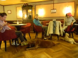 Psv-Hundeschule-Bad Ischl vom Trainingsgelände ins Stadtzentrum