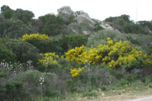 Seniorenbund Gschwandt mit Landesseniorenreise in Sardinien