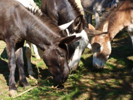 Rutzenmoos: Gnadenhof Kunterbunt - ein Zufluchtsort für verletzte Tierseelen