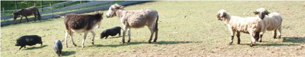 Rutzenmoos: Gnadenhof Kunterbunt - ein Zufluchtsort für verletzte Tierseelen