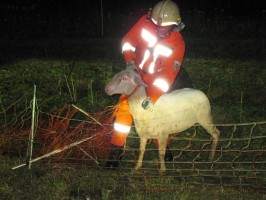 Feuerwehr Bad Goisern war vielseitig gefordert