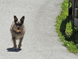 Gipsy hats getestet - Vieh Heli in Gosau hat die beste Wurst