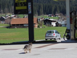 Gipsy hats getestet - Vieh Heli in Gosau hat die beste Wurst