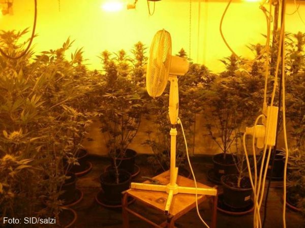 Vorchdorf: Bauernhof diente als Zuchtplantage einer großangelegten Cannabis-Indoor-Anlage | Foto: SID