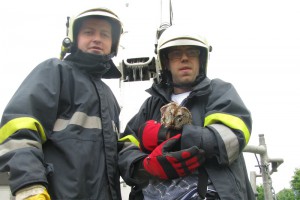 Vöcklabruck: Feuerwehr musste Eule mit Hebebühne retten