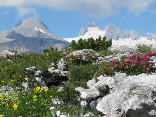 Frühling auf 2000 Meter: Farbenvielfalt am Krippenstein!