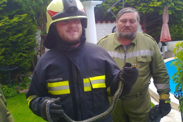 Ohlsdorf: Feuerwehr fing Ringelnatter ein