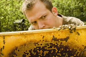 Tag des offenen Bienenstocks in Altmünster