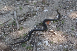 Bad Ischl: Äskulapnatter machte es sich in Weinkeller gemütlich