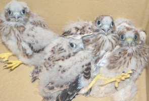 Attersee: abgestürzte junge Falken aufgefangen