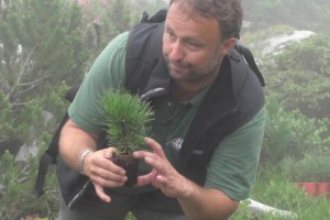 3600 Jungzirben beim Bergwaldprojekt Dachstein Gjaid Alm 2012 gepflanzt