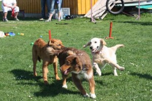 Hundeschule Ohlsdorf startet neuen Hundeausbildungskurs