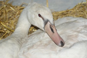 Assisi-Hof-Tierrettung rettet entkräfteten Schwan am Attersee