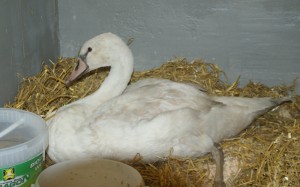 Assisi-Hof-Tierrettung rettet entkräfteten Schwan am Attersee