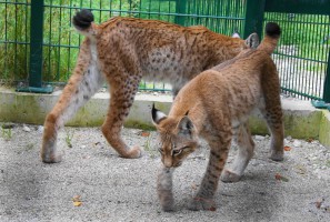 Hansaton übernimmt Patenschaft für zwei Luchse im Wildpark Grünau