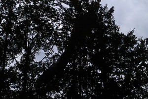 Gleitschirmpilot landet in 20 Meter hohen Buche - unverletzt