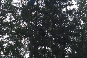 Gleitschirmpilot landet in 20 Meter hohen Buche - unverletzt