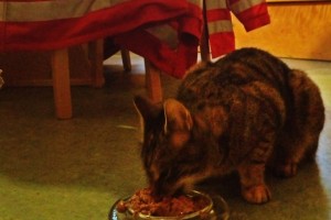 Katze "Schnucki" versteckte sich bei Rettungseinsatz im Rot-Kreuz-Fahrzeug