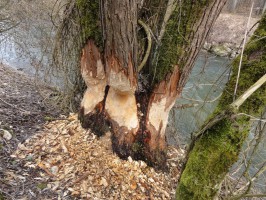 Biber könnten im Salzkammergut zur Plage werden