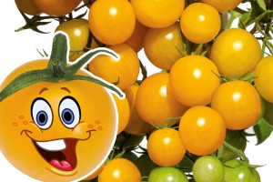 Smiley-Tomate - eine süße Beere ist das "Gemüse des Jahres 2013"