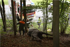 Regau: Feuerwehr muss totes Pferd aus Wald bergen