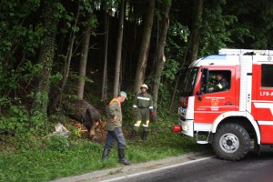 Regau: Feuerwehr muss totes Pferd aus Wald bergen