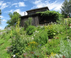 Kräuterwanderung "Kaltwasser" am Gmundnerberg