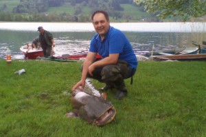 Sensationeller Fang am Zeller-Irrsee - 60 Kilo Wels an Land gezogen