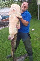 Sensationeller Fang am Zeller-Irrsee - 60 Kilo Wels an Land gezogen