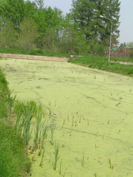 Gemeindebiotop Gampern - Ein Naturprojekt mit Bürgern, Schule und Jägerschaft