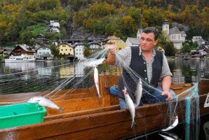 Bundesforste-Wildfang aus dem Salzkammergut erstmals wieder in Wien zu Tisch