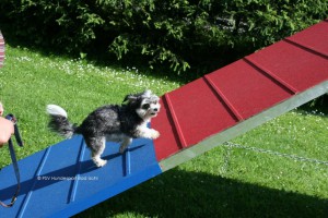 Hundehaltersachkundekurs beim PSV Hundesport Bad Ischl