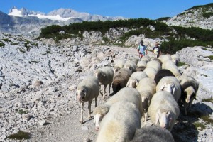 Geführte Wanderungen und Touren starten beim Obertrauner Wanderherbst