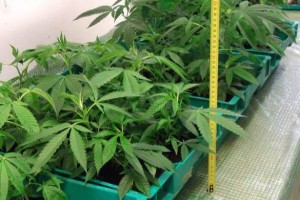 Schwanenstadt: Gärtner baute Cannabis-Plantagen an