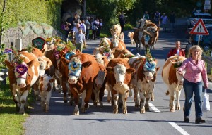 Bad Ischl: Almabtrieb von der Rettenbachalm steht vor der Türe