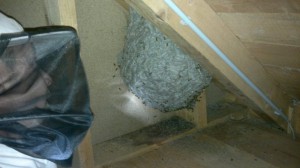 Großes Wespenenst in Ohlsdorf