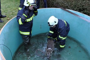 Gmunden: Feuerwehr rettet Reh aus Wasserbecken