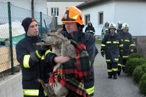 Gmunden: Feuerwehr rettet Reh aus Wasserbecken
