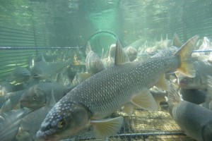 Ischler Ache: Sanierungsmaßnahmen lassen Fische wieder wandern und schaffen mehr Sicherheit bei Hochwasser