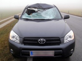 Vöcklabruck: Rehbock durchschlägt bei Unfall die Windschutzscheibe