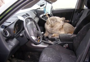 Vöcklabruck: Rehbock durchschlägt bei Unfall die Windschutzscheibe