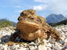  wanderndes Krötenpärchen