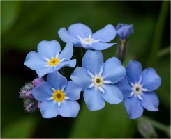 Alzheimerhilfe
