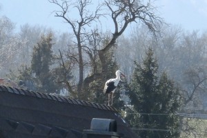 Der Storch von Ohlsdorf und die neugeborene Vanessa