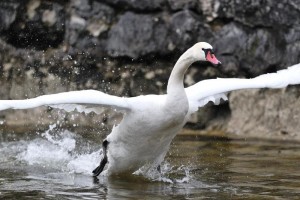 Traunsee-Wasserpegel wird gesenkt - Energie AG beginnt alljährliche Absenkung