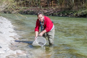 5.000 Äschen für die Ischler Traun