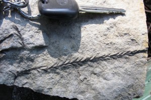 Seltener Fossilienfund im Gschliefgraben - fossile Konifere gefunden