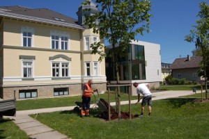 16 neue Bäume für Vöcklabruck